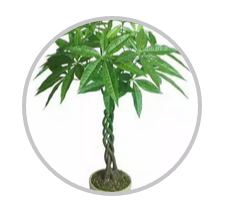 綠植搭配也有講究！